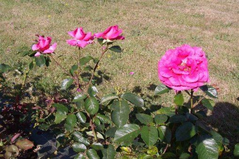 Location de vacances - Chambre d'hôtes à Yvré-l'Évêque