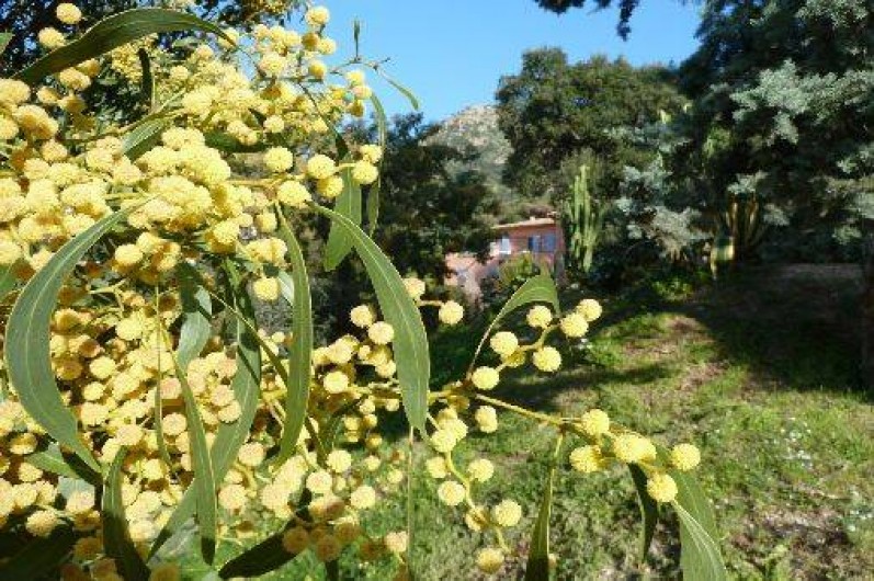 Location de vacances - Villa à Le Lavandou