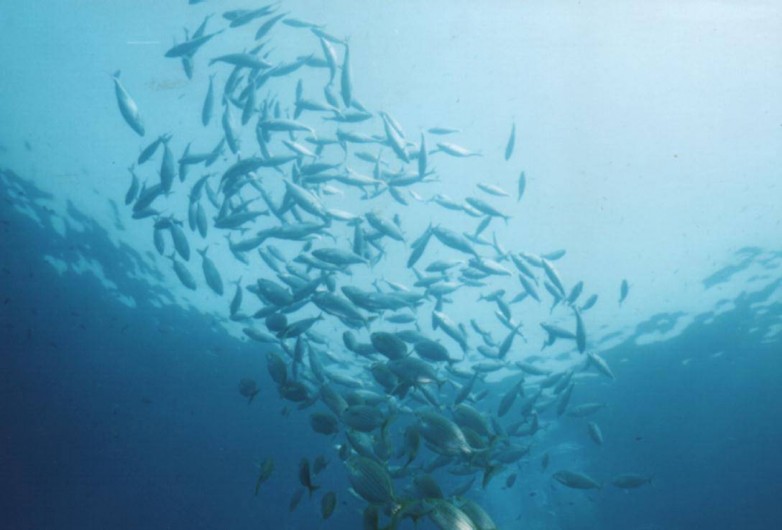Location de vacances - Studio à Le Barcarès