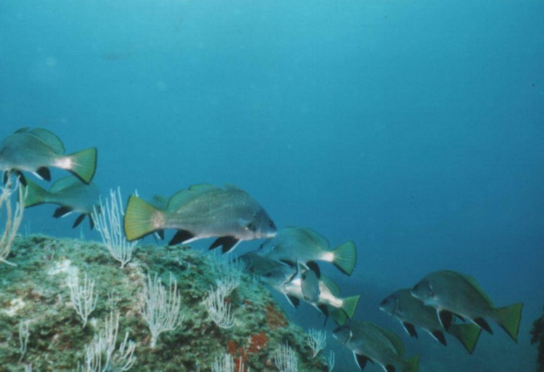 Location de vacances - Studio à Le Barcarès