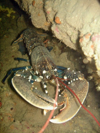 Location de vacances - Studio à Le Barcarès
