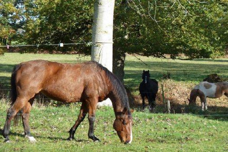 Location de vacances - Gîte à Quintin
