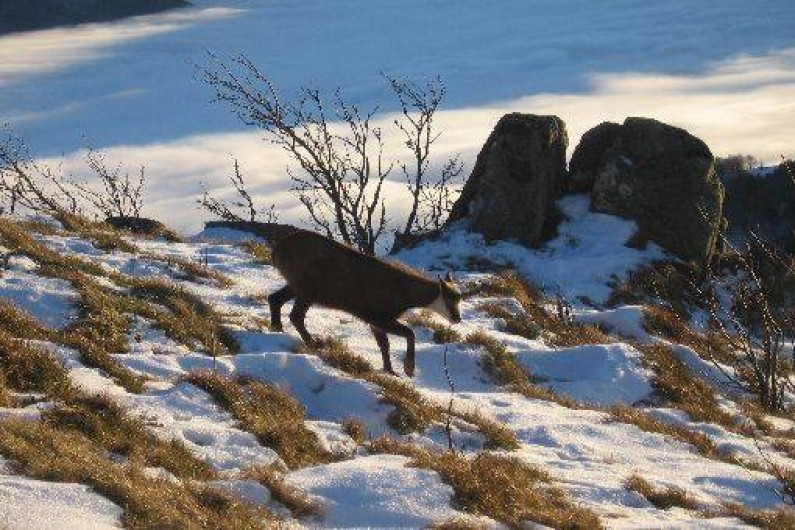 Location de vacances - Appartement à Soultzeren