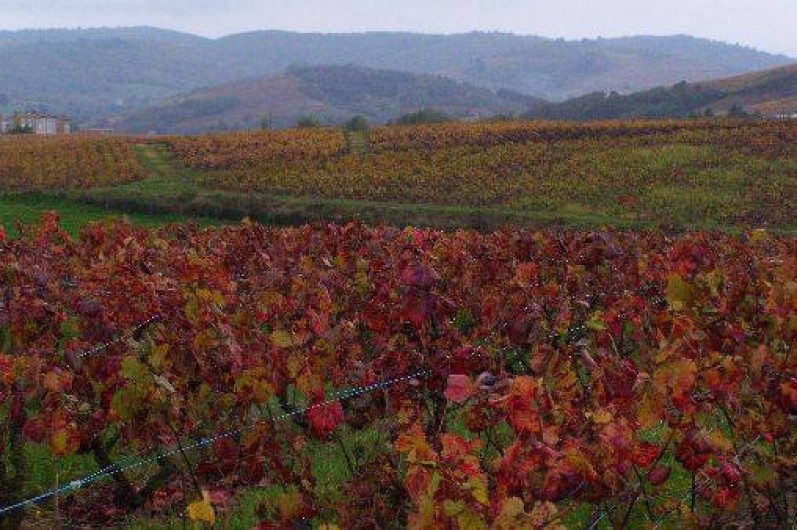 Location de vacances - Gîte à Salles-Arbuissonnas-en-Beaujolais