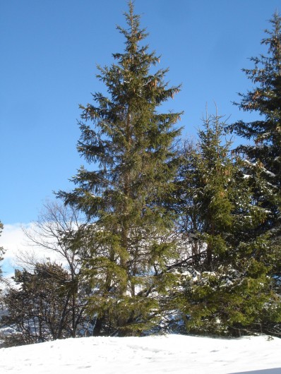 Location de vacances - Appartement à Font Romeu - vue de la fenêtre