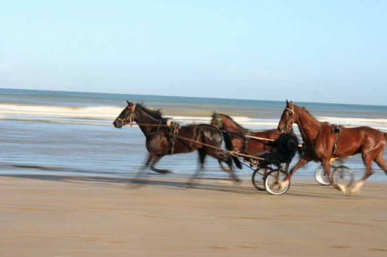 Location de vacances - Appartement à Cabourg - chevaux sur la plage