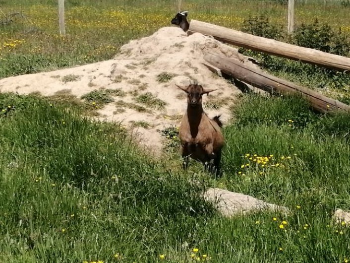 Location de vacances - Gîte à Verdelot