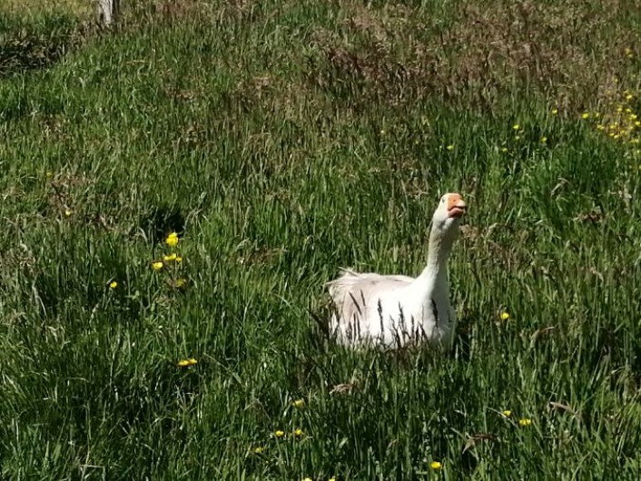 Location de vacances - Gîte à Verdelot