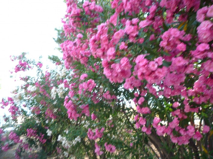 Location de vacances - Villa à Calvi - laurier bordant l'allée