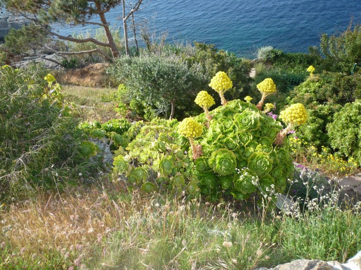Location de vacances - Villa à Calvi - vegetation dans terrain