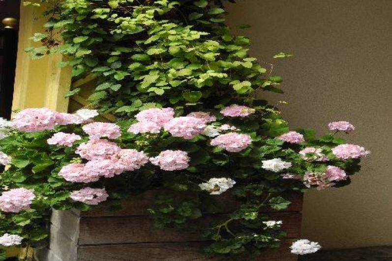 Location de vacances - Appartement à Honfleur