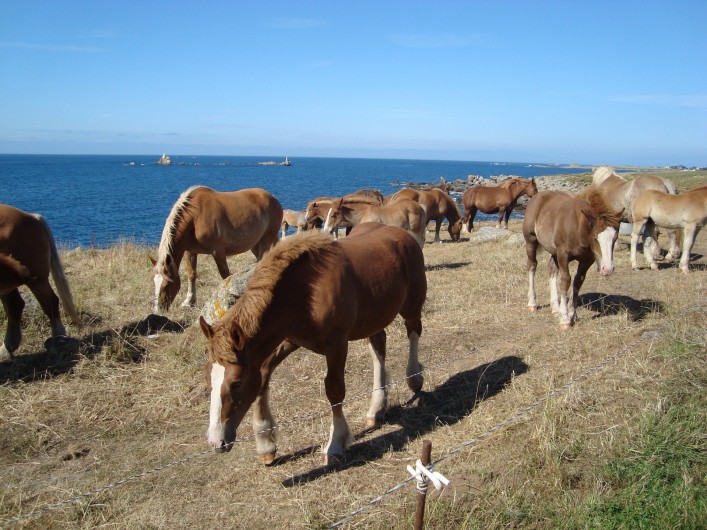 Location de vacances - Gîte à Brélès - Les chevaux de trait sur la route touristique le long de la côte sauvage.