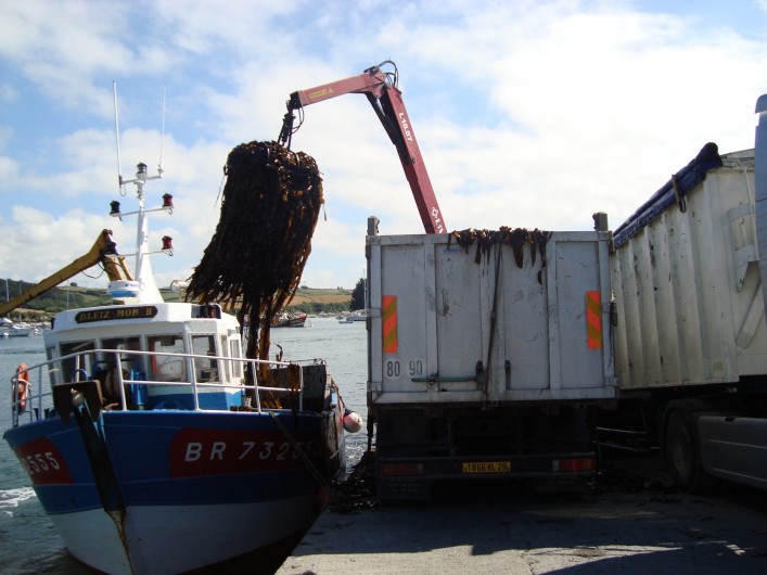 Location de vacances - Gîte à Brélès - Déchargement d'algues à Lanildut 1er port goémonier d'Europe.