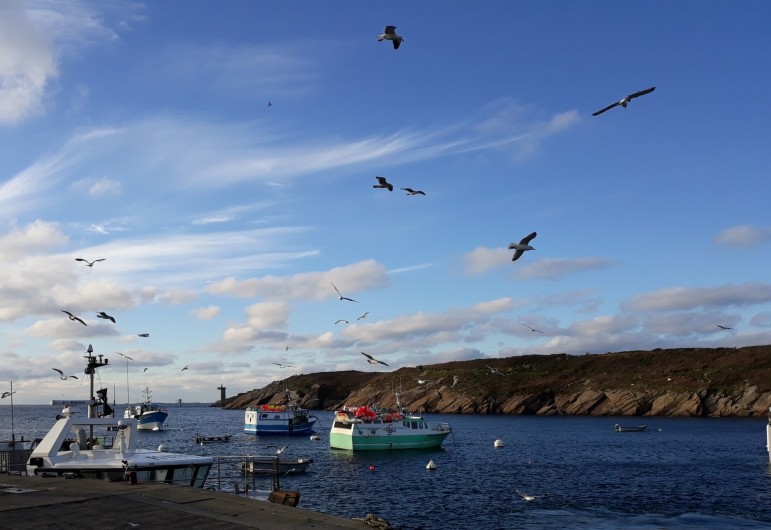 Location de vacances - Gîte à Brélès - Le port de pêche du Conquet..et embarcadère pour les îles