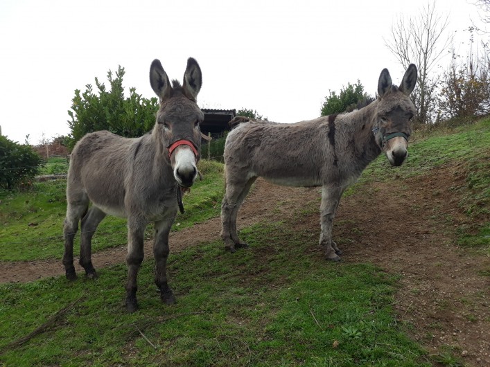 Location de vacances - Gîte à Brélès - Nos ânes " Bella et Pipo "