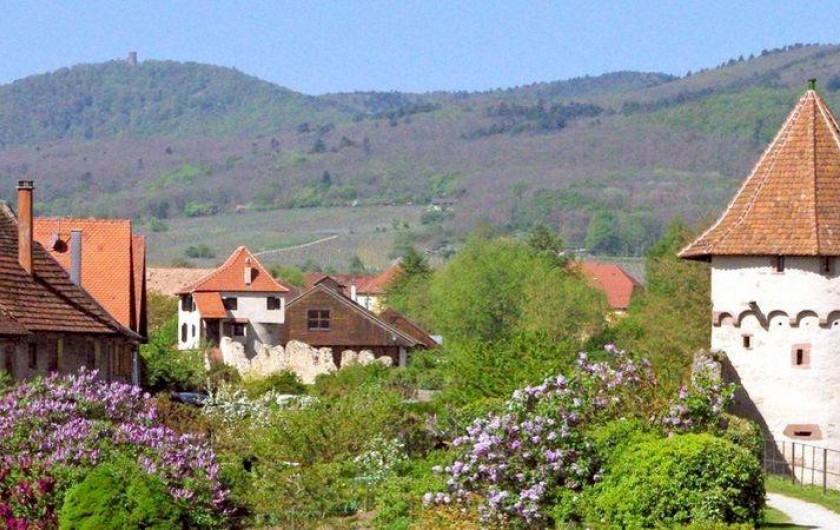 Location de vacances - Gîte à Bergheim