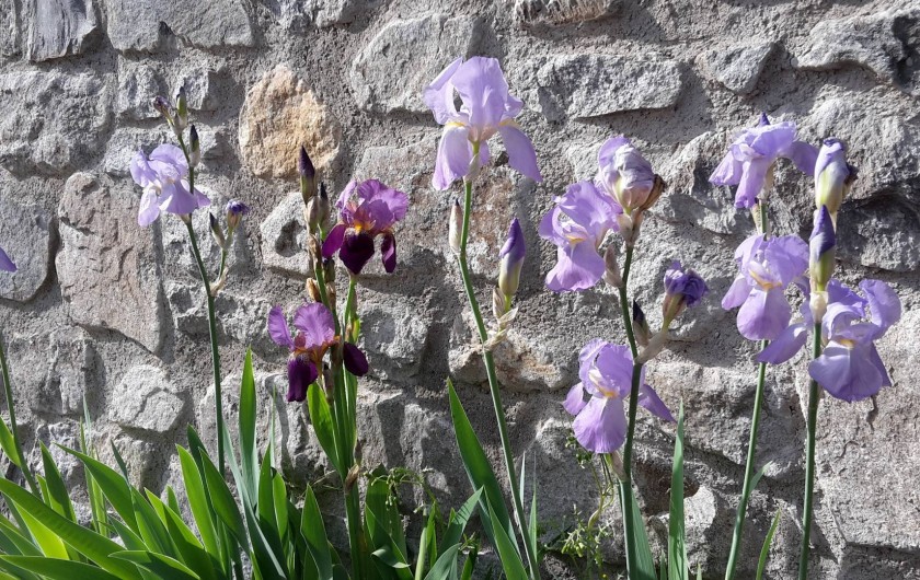 Location de vacances - Chalet à Vaujany - Flowers in the garden