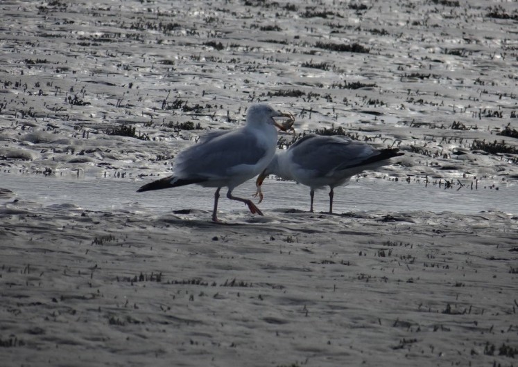 Location de vacances - Appartement à Fort-Mahon-Plage - Voleuses de crabes !!