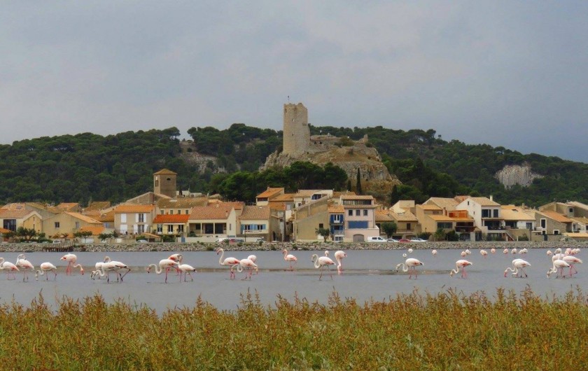 Location de vacances - Appartement à Lagrasse - Flamends rose a Gruissan