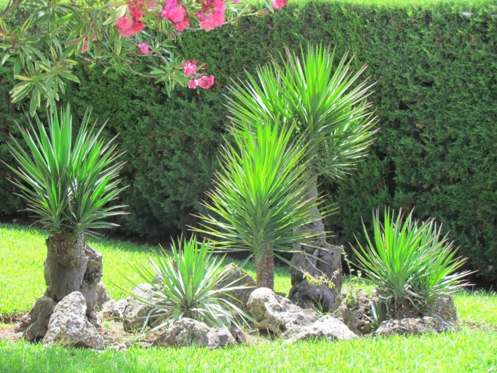 Location de vacances - Villa à Matalascañas - Le jardin est vraiment très beau comme le montre cette photo.