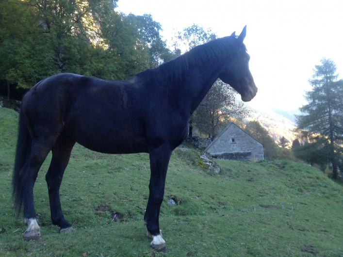 Location de vacances - Chalet à Gavarnie