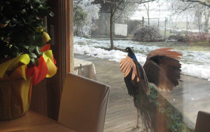 Location de vacances - Chambre d'hôtes à Cesiomaggiore - pavone