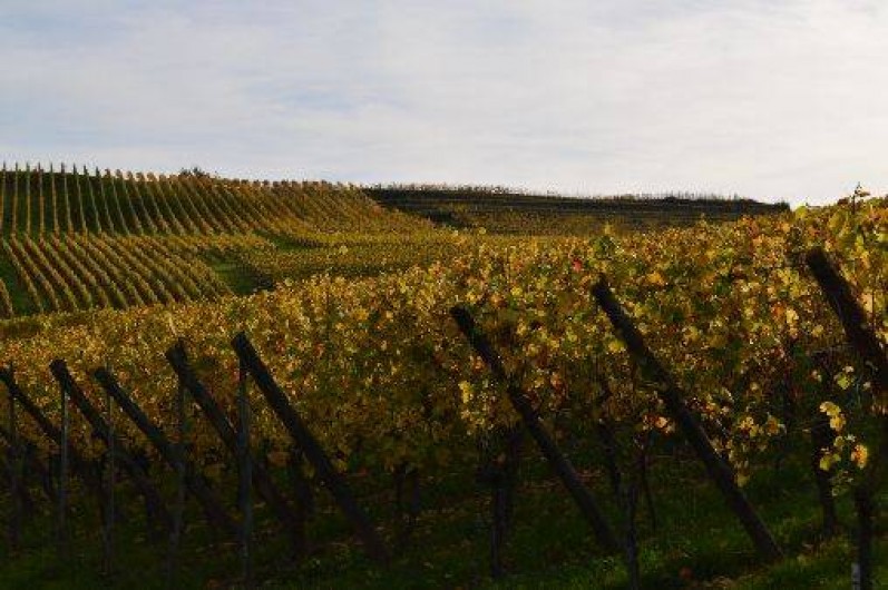 Location de vacances - Gîte à Bernardvillé