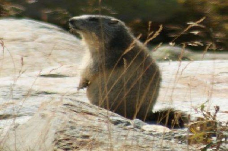 Location de vacances - Appartement à Saint-Sorlin-d'Arves