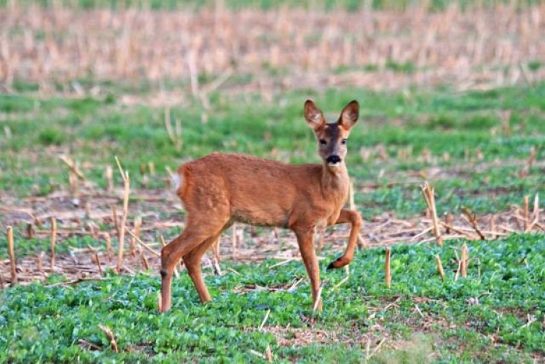 Location de vacances - Gîte à Saint-Martin-aux-Buneaux - Passage de chevreuil devant le chalet