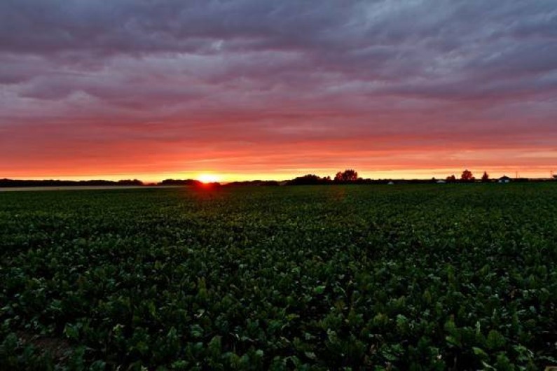 Location de vacances - Gîte à Saint-Martin-aux-Buneaux - Vue  de la terrasse du soleil couchant sur champ de lin