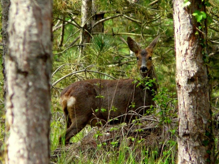 Location de vacances - Gîte à Nérac - Rencontre imprévue avec une chevrette dans les allées de pins ©Pehillo