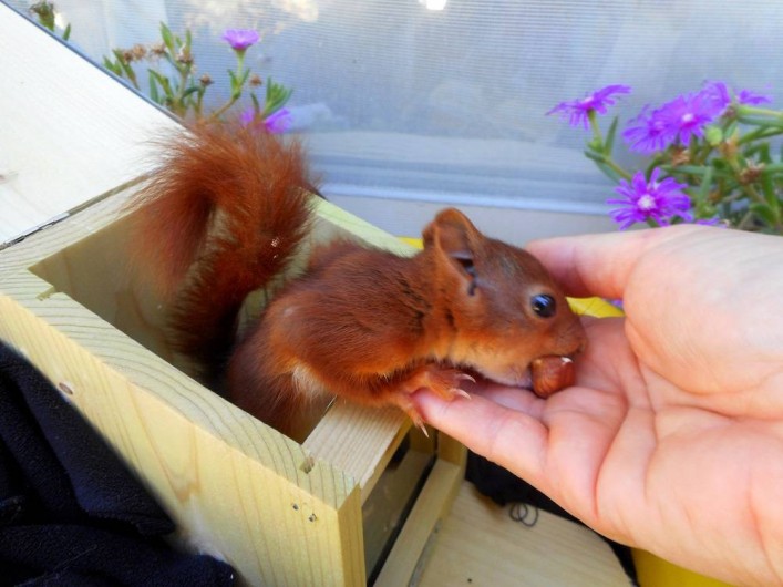 Location de vacances - Gîte à Nérac - Tiketac, un bébé écureuil recueilli l'été 2016 : moment fort de Pehillo !