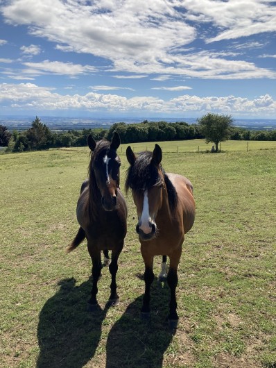 Location de vacances - Chalet à Saissac - igloo et idefix