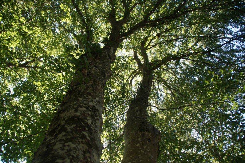 Location de vacances - Camping à Tence - Des arbres du camping  Les Murmures du Lignon Tence