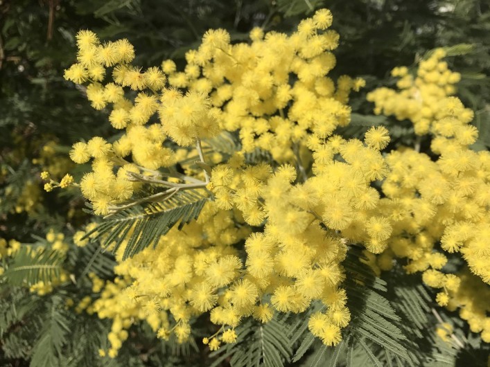 Location de vacances - Villa à Lège-Cap-Ferret