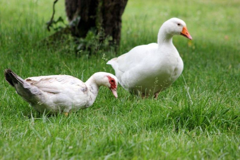 Location de vacances - Maison - Villa à Lignan-de-Bordeaux