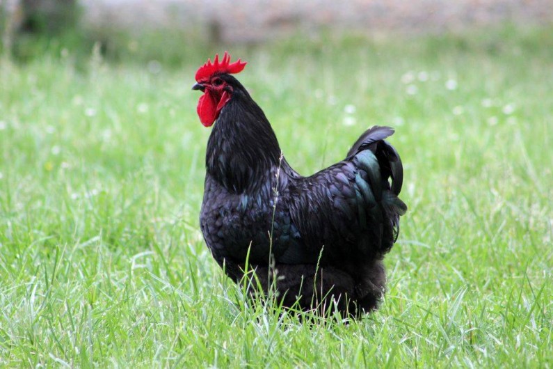 Location de vacances - Maison - Villa à Lignan-de-Bordeaux