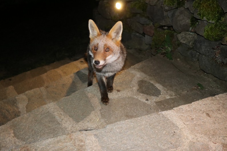 Location de vacances - Gîte à Allanche