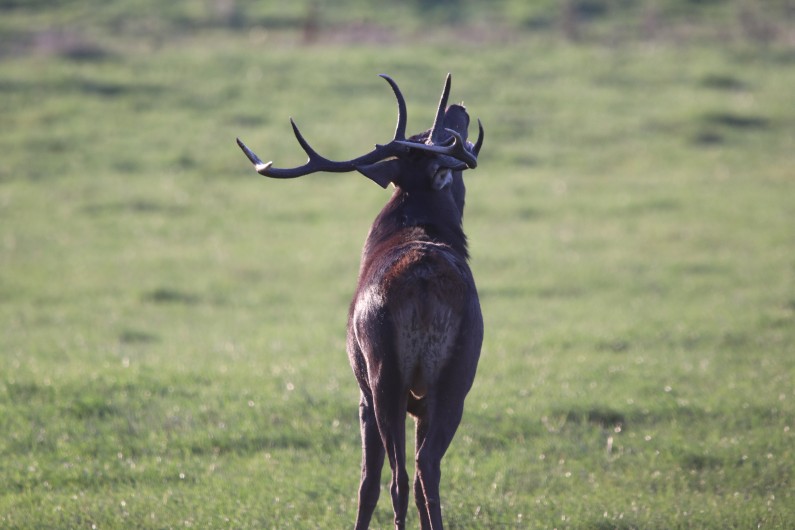 Location de vacances - Gîte à Allanche
