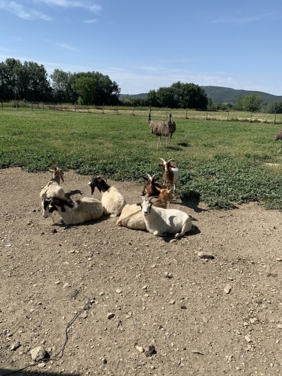 Location de vacances - Mas à Villelaure - parc d'animaux juste à côté de la ferme : chèvres, émeus, cochons, ânes…