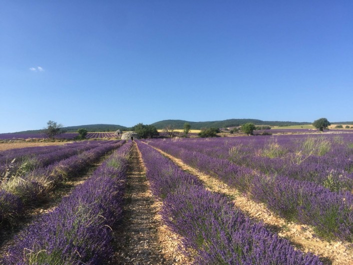 Location de vacances - Mas à Monteux - Champs de lavande sur le plateau de Sault (50mn du mas).
