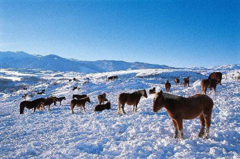 Location de vacances - Chambre d'hôtes à Llo