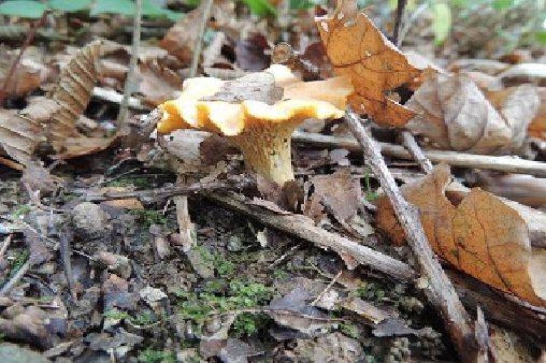 Location de vacances - Roulotte à Sadroc