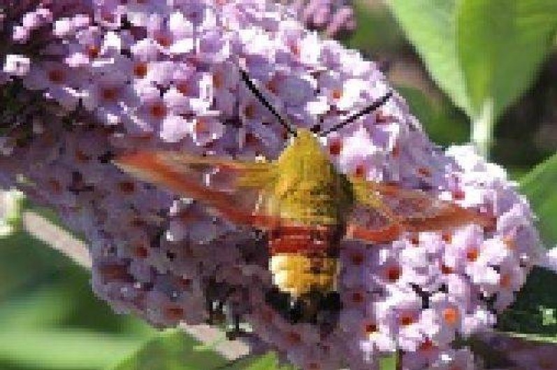 Location de vacances - Roulotte à Sadroc