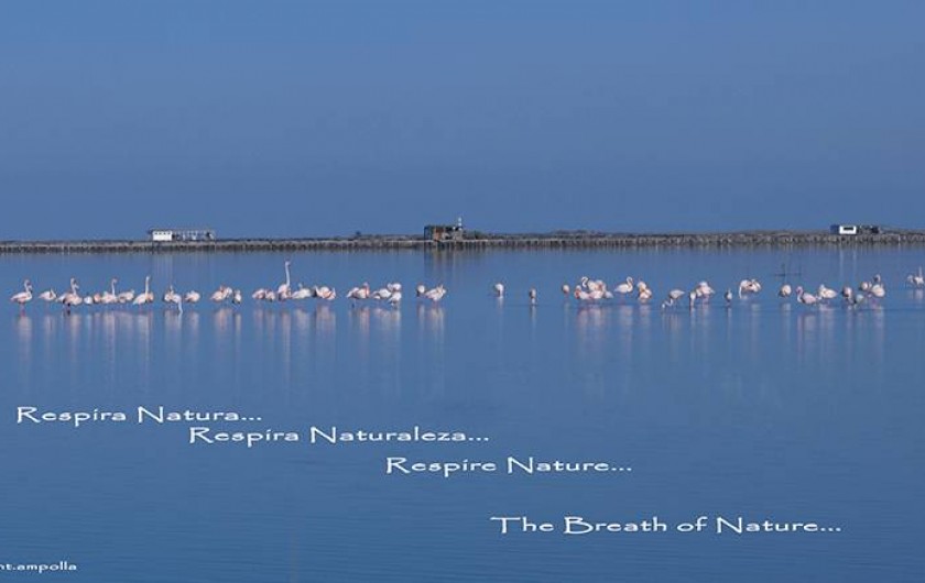 Location de vacances - Chalet à Amposta - Parc naturel (plages, observation d'oiseaux, velo, navigation, etc.)