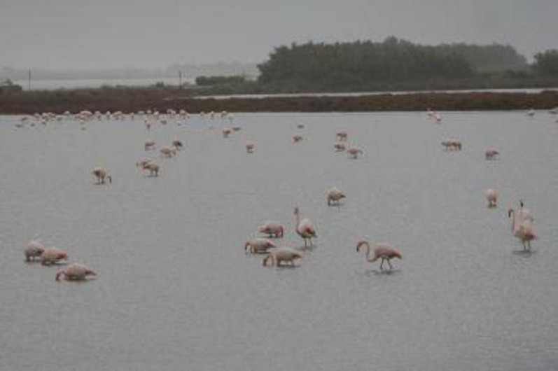 Location de vacances - Appartement à Frontignan