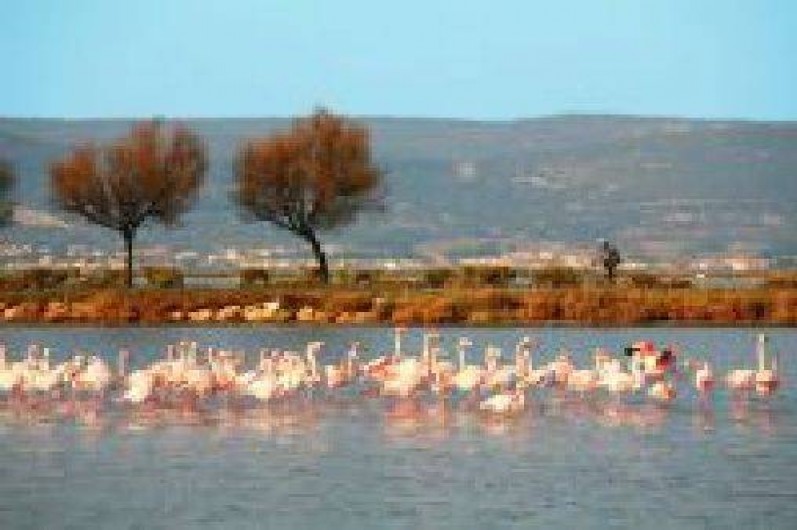 Location de vacances - Appartement à Frontignan