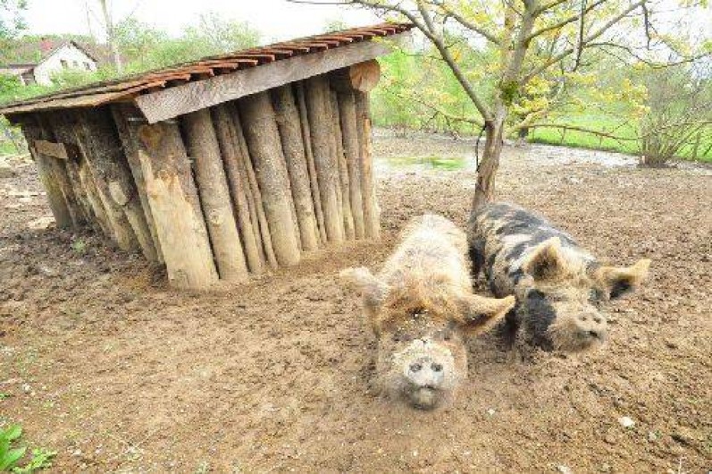 Location de vacances - Chalet à Reyrevignes