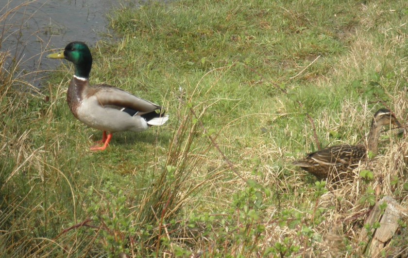 Location de vacances - Maison - Villa à Fort-Mahon-Plage - Le Parc du Marquenterre  n'est pas loin