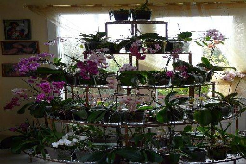 Location de vacances - Chambre d'hôtes à Surtainville